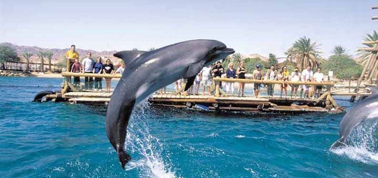 Dolphin Reef - the whole family ride in a rented car